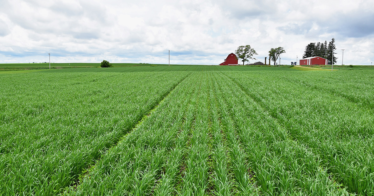 Cover crops (oats and clover)