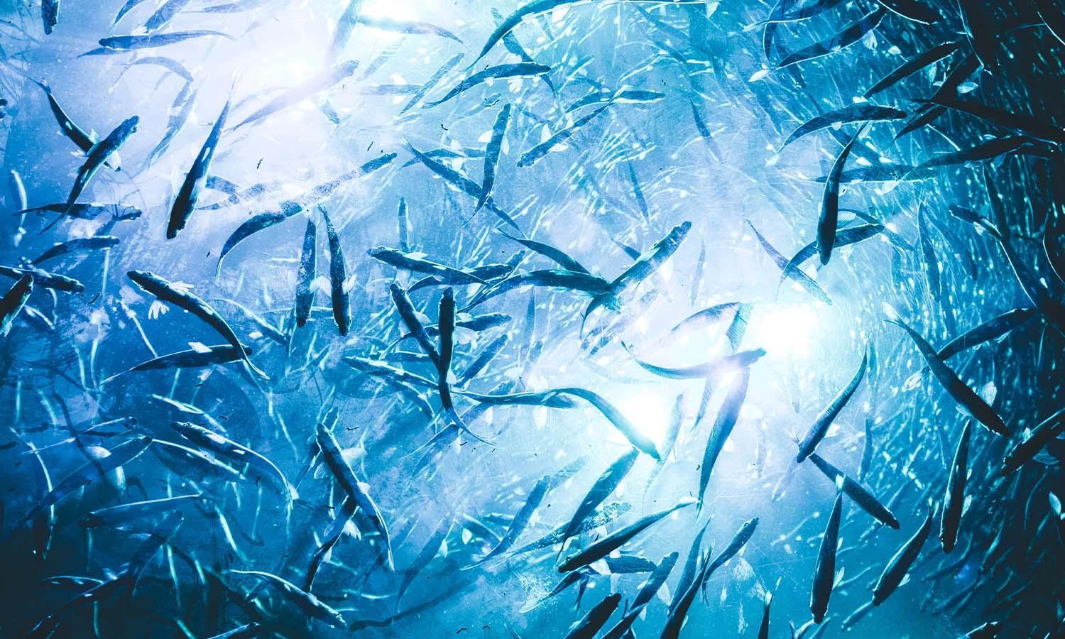 Concerned Fish Administration Undermined Scientific Report on Endangered Species ...