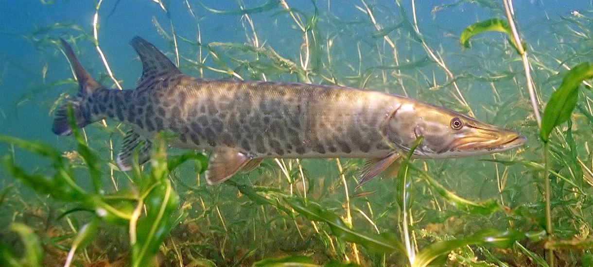 Concerned Fish Survey: U.S. Fish & Wildlife Service Scientists | Union of Concerned ...