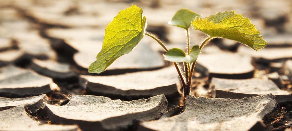 A seedling crowing out of cracked dry soil.