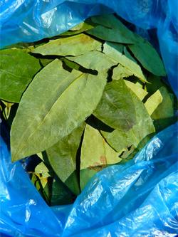 Coca leaves