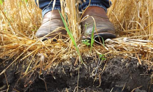 Hole in ground showing healthy soil with person in work clothes standing above it