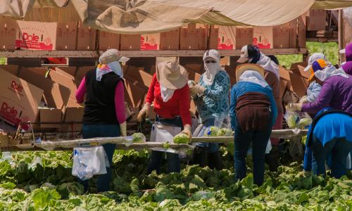 Women packing lettuce wearing heavy clothes and face coverings