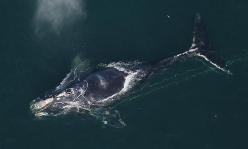 The North Atlantic Right Whale.