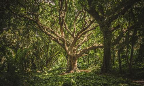 A forest during the daytime.