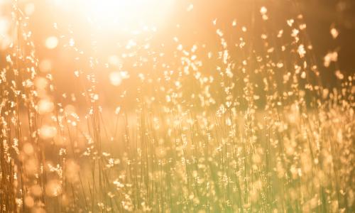 A field during golden hour.