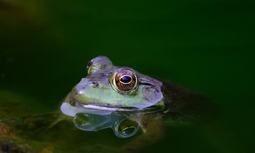 A frog poking its head up above water.