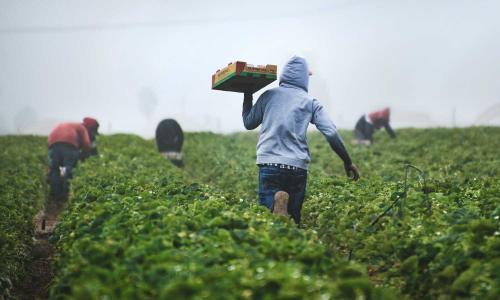 Farmworkers carrying strawberries