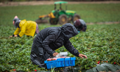 photo of three farmworkers in a field, all wearing raincoats and on their knees so they can pick strawberries in the rain; a tractor sits idle in the background