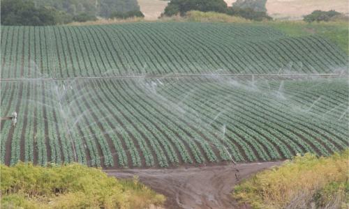 Rows of crops being irrigated in Salinas Valley California