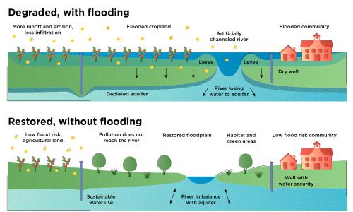 Floodplain restoration