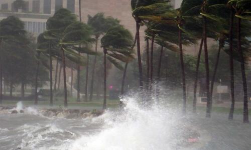 Palm trees lashed by wind and water
