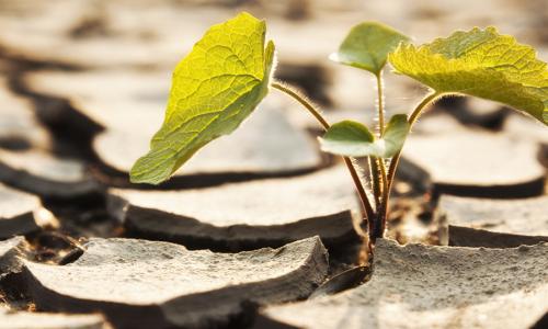 A seedling crowing out of cracked dry soil.