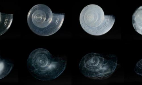 Translucent pterapod shells.