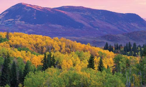 aspens in fall color